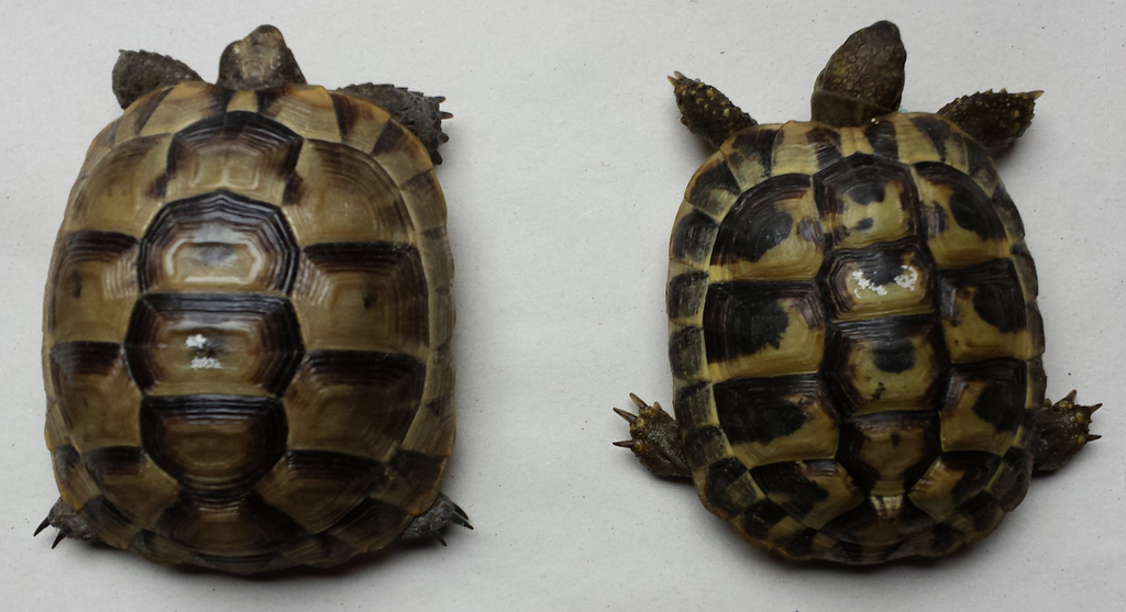 Links eine Maurische Landschildkröte und rechts eine Griechische Landschildkröte.